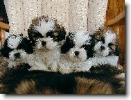 icu, Shih-Tzu