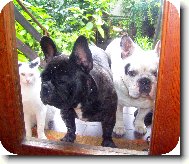 Bouledogue francais, French Bulldog