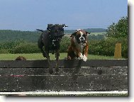 Deutscher Boxer