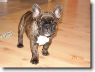 Bouledogue francais, French Bulldog