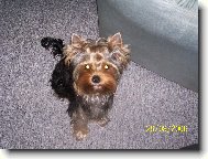 Jorkšírský terier, Yorkshire Terrier,
