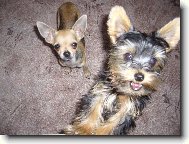 Jorkšírský terier, Yorkshire Terrier,