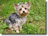 Jorkšírský terier, Yorkshire Terrier,