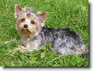 Jorkšírský terier, Yorkshire Terrier,