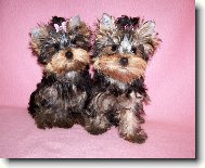 Jorkšírský terier, Yorkshire Terrier,