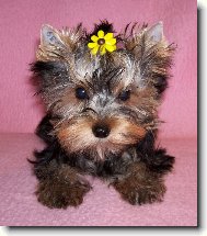Jorkšírský terier, Yorkshire Terrier,