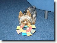 Jorkšírský terier, Yorkshire Terrier,