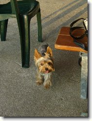 Jorkšírský terier, Yorkshire Terrier,