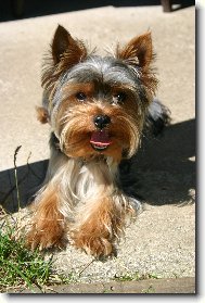 Jorkšírský terier, Yorkshire Terrier,