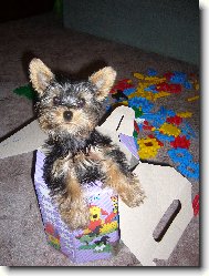 Jorkšírský terier, Yorkshire Terrier,