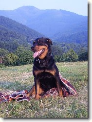 Rottweiler