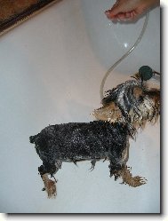 Jorkšírský terier, Yorkshire Terrier,