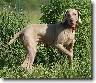 Weimaraner, Weimaraner Vorsterhund