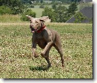 Weimaraner, Weimaraner Vorsterhund