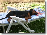 Rottweiler