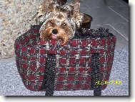 Jorkšírský terier, Yorkshire Terrier,