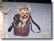 Jorkšírský terier, Yorkshire Terrier,