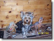 Jorkšírský terier, Yorkshire Terrier,