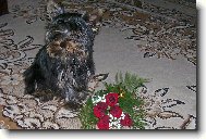 Jorkšírský terier, Yorkshire Terrier,