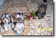 Jorkšírský terier, Yorkshire Terrier,