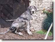 Deutsche Dogge