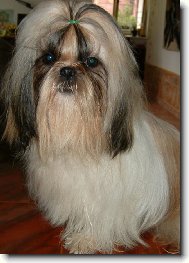 icu, Shih-Tzu