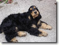 English Cocker Spaniel