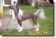 Chinese Crested Dog