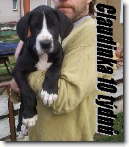 Deutsche Dogge