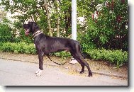 Deutsche Dogge