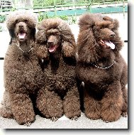 Poodle, Caniche