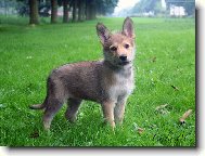 Berger de Picardie