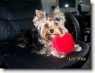 Jorkšírský terier, Yorkshire Terrier,
