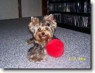 Jorkšírský terier, Yorkshire Terrier,