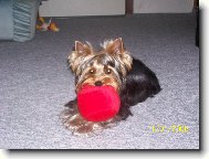 Jorkšírský terier, Yorkshire Terrier,