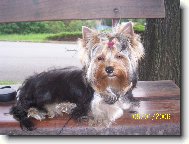 Jorkšírský terier, Yorkshire Terrier,
