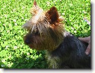 Jorkšírský terier, Yorkshire Terrier,