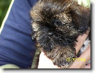 icu, Shih-Tzu