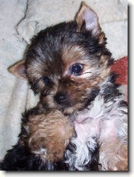 Jorkšírský terier, Yorkshire Terrier,