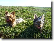 Jorkšírský terier, Yorkshire Terrier,