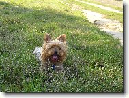 Jorkšírský terier, Yorkshire Terrier,