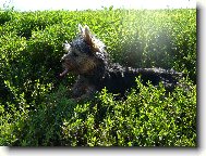 Jorkšírský terier, Yorkshire Terrier,