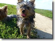 Jorkšírský terier, Yorkshire Terrier,