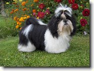 icu, Shih-Tzu