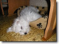 Bichon á poil frisé, Bichon Frise