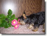 Jorkšírský terier, Yorkshire Terrier,