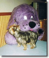 Jorkšírský terier, Yorkshire Terrier,