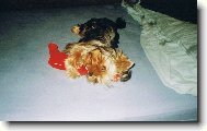 Jorkšírský terier, Yorkshire Terrier,