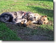 Deutsche Dogge