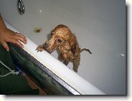 Poodle, Caniche